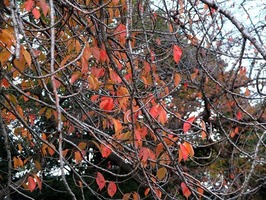 DSCF5850_R