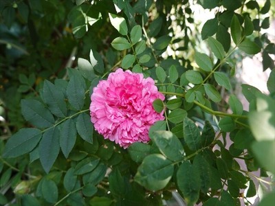 DSC01425_R