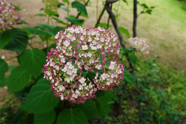 DSC08078_R