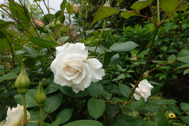 DSC00644_R