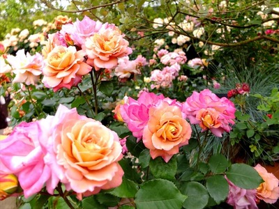 DSCF3363_R
