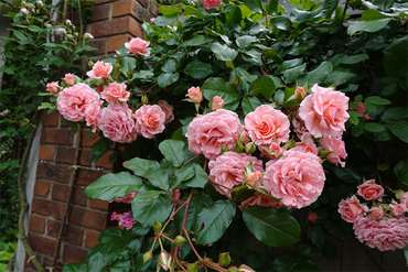 DSC07558_R