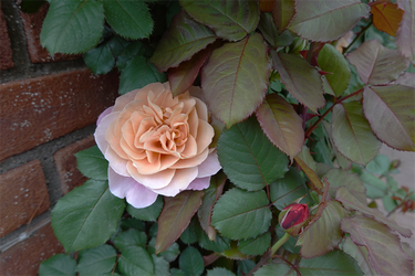 DSC06946_R