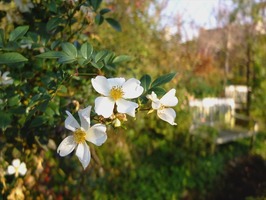 DSCF6336_R