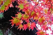 DSCF7558_R