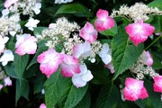DSCF3083_R