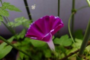 DSCF4847_R