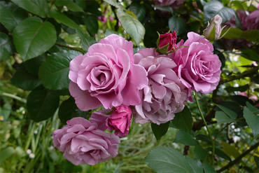 DSC07619_R