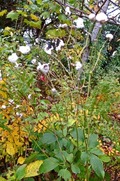 DSCF8155_R
