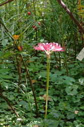 DSC09045_R