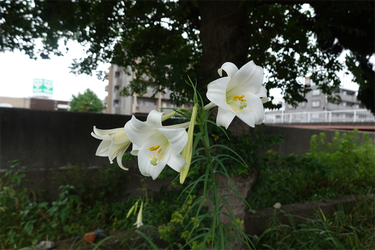 DSC08986_R