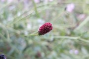 DSCF5049_R