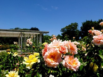 DSCF1362_R