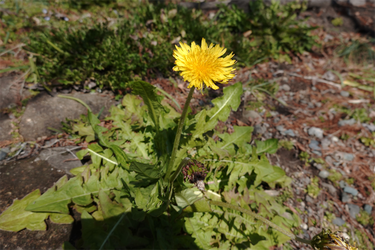 DSC00385_R