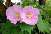 DSCF5107_R
