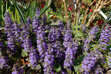 DSC06395_R