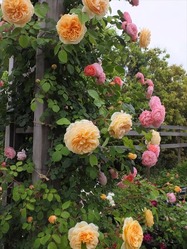 DSCF0475_R