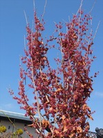 DSCF6888_R
