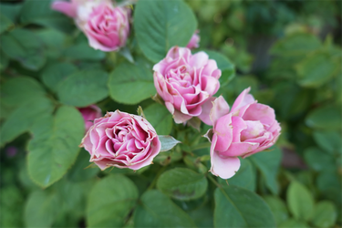 DSC08997_R