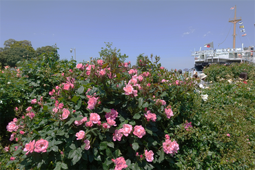 DSC07237_R