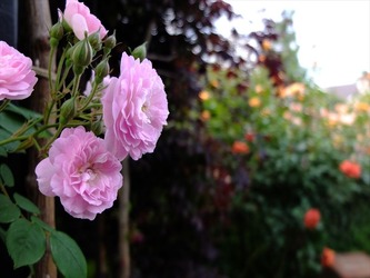 DSCF9737_R