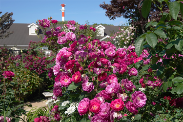 DSC07764_R