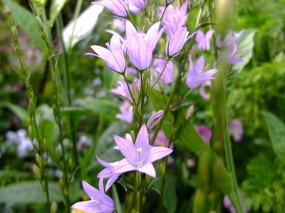 DSCF2411_R