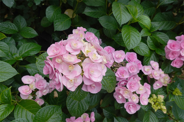 DSC08025_R