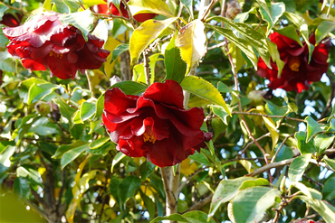 DSC06447_R