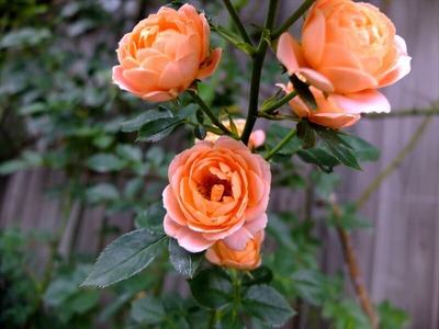 DSCF4627_R