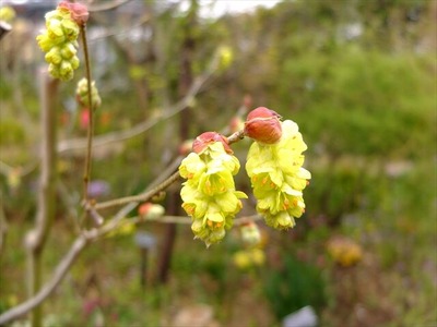 DSCF1409_R