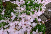 DSCF2309_R
