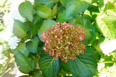 DSC07766