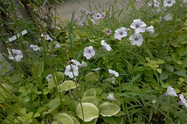 DSC08968_R