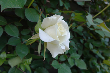 DSC06790_R