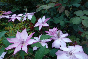 DSC06749_R