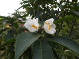 DSCF4387_R