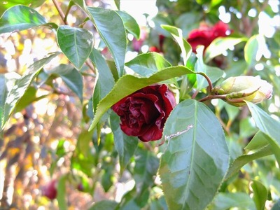 DSCF4932_R