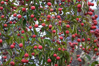 DSC04000_R