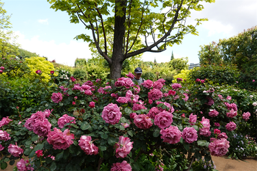 DSC01446_R