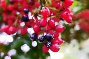 DSCF5378_R