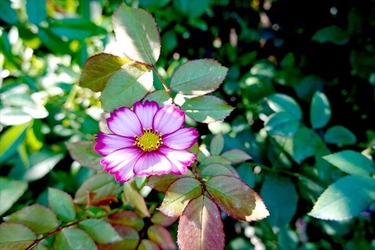 DSC02653_R