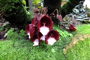 DSCF4243_R