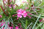DSCF2487_R