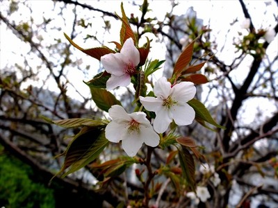 DSCF8024_R