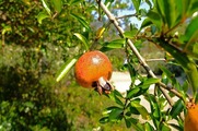 DSCF5455_R