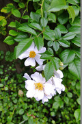 DSCF3607_R