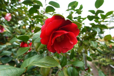 DSC06041_R
