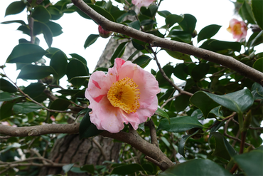 DSC06020_R