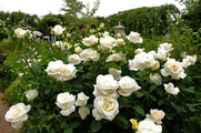 DSCF3134_R